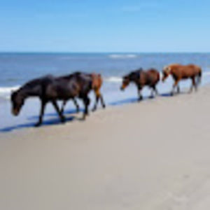 Meet your Posher, Carrie